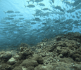 IMG_1584.gif
