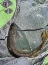 IMG_1165.jpeg