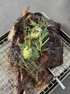 IMG_6429.jpeg
