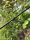 IMG_1424.jpeg