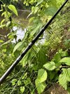 IMG_1425.jpeg