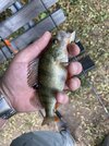 IMG_0100.jpeg