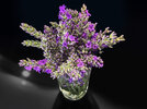 5 Lavendel  250605.jpg