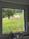 IMG_6609.jpeg