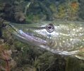 DSC04315a.JPG