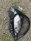 IMG_3329.jpeg