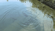 IMG_1590.gif