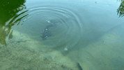 IMG_1588.gif