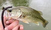 IMG_2398.jpeg