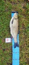 Döbel 54cm 28.05.2025  (2).jpg