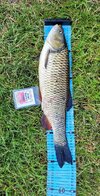 Döbel52cm 20.06 (1).jpg