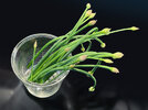 2 Gurkensalat 250627.JPG