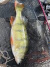 IMG_4252.jpeg