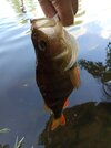 IMG_20250703_181331.jpg