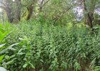 IMG_20250706_195731.jpg