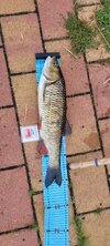 Döbel 53cm 12.07 (2).jpg