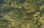 DSC04702aa.JPG