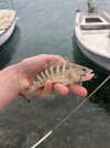 IMG_1233.jpeg
