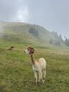 IMG_8200.jpeg