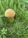 IMG_4175.jpeg