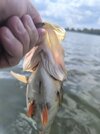IMG_20250730_133441.jpg