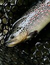 IMG_3118.jpg