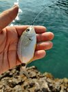 IMG_20250807_083628.jpg