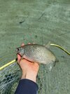 IMG_5929.jpeg