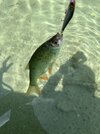IMG_9642.jpeg