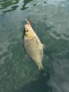 IMG_4911.jpeg