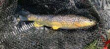 IMG_7568.jpeg
