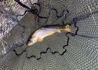 IMG_7570.jpeg