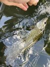 IMG_1726.jpeg