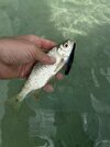 IMG_6349.jpeg