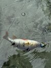 IMG_6313.jpeg