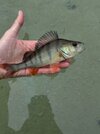 IMG_6316.jpeg