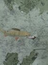 IMG_6337.jpeg