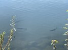 IMG_0627.jpeg