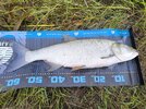 IMG_20250907_073803.jpg