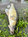 IMG_7383.jpeg