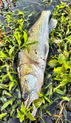 IMG_7386.jpeg