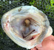 IMG_7385.jpeg