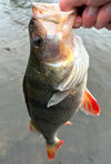 IMG_7384.jpeg