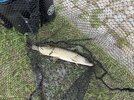 IMG_3278.jpeg