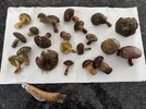 IMG_1606.jpeg