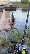 IMG_2251.jpeg