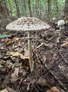 IMG_1643.jpeg