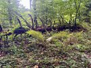 IMG_1648.jpeg