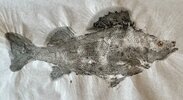 IMG_4165.jpeg