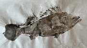 IMG_4162.jpeg